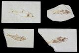 Lot: Green River Fossil Fish - Pieces #81272-2